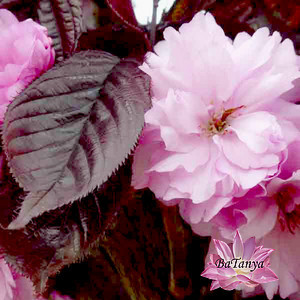 Сакура червонолиста Роял Бургунді, фото 1