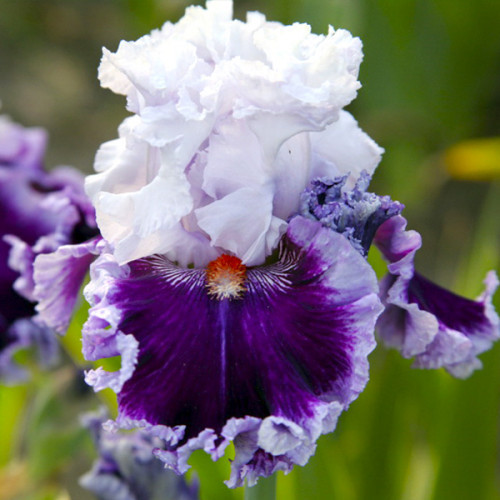 Саджанець Iris Germanica (Бородатий) Daring Deception