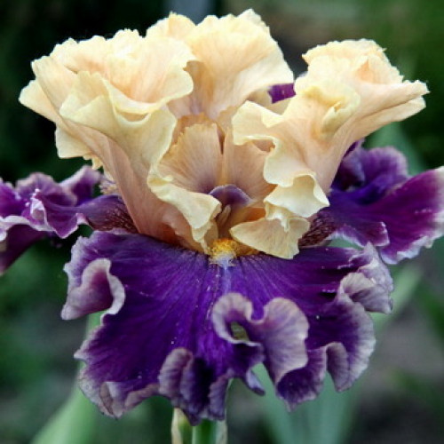 Саджанець Iris Germanica (Бородатий) Roaring Twenties