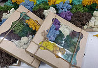 Стабілізований мох ягель для декору Норвегія набір 9 кольорів подарункове паковання
