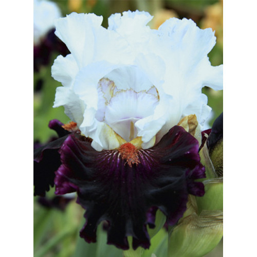 Саджанець Iris Germanica (Бородатий) Starring