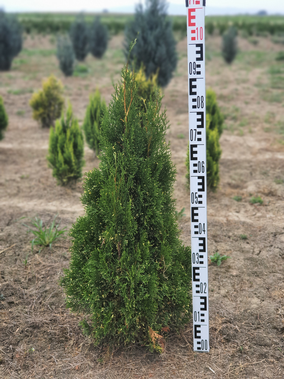 Туя західна Спотті Смарагд (Thuja occidentalis Spotty Smaragd) 80-90 cм.