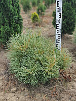 Туя західна містер Бовлінг Бол (Thuja Occidentalis 'MR. Bowling Ball') 70-80 см.