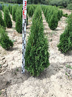 Туя західна Смарагд (Thuja occidentalis Smaragd) 110 см.