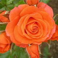 Саджанці троянд «Анжеліка» (флорибунда)