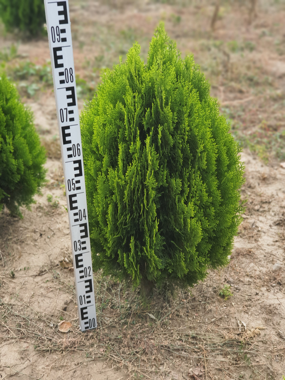 Туя східна Ауреа Нана (Thuja orientalis Aurea Nana) 70-80 cm.