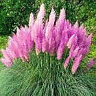 Кортадерія Пампаське Перо Суміш (Пампасна трава) Профсемена 0.02г, фото 2