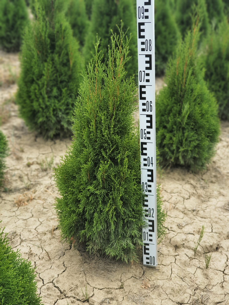 Туя західна Смарагд (Thuja occidentalis Smaragd) екстра 80+ cm.