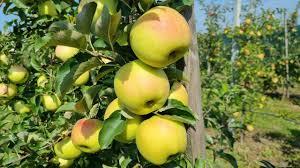 Яблуня Оріон