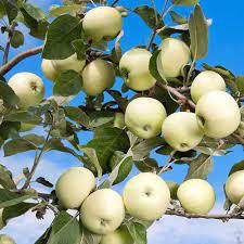 ЯБЛУНЯ Білий Налив