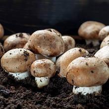 Шампіньйон Королівський коричневий 50 г (міцелій грибів)