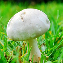 Міцелій грибів Печериця садова 50 г, Яскрава