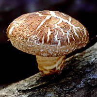 Шиитаке Императорский 50 г мицелий грибов Яскрава