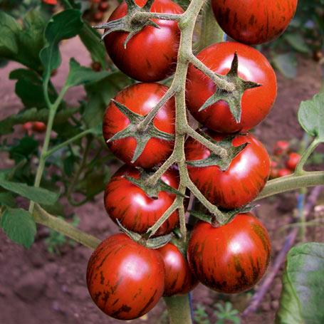 Насіння томату Тайгер F1, (100 нас.), Yuksel Seeds, фото 1