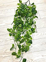 Штучна , ампельна фітонія  ( 105 см ), фото 2