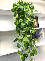 Штучна , ампельна фітонія  ( 105 см ), фото 5