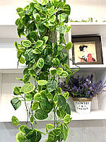 Штучна , ампельна фітонія  ( 105 см ), фото 3