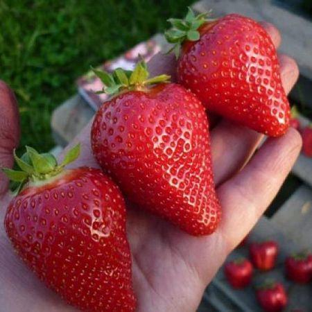 Розсада полуниці Азія(касета) - середньо-рання, невибаглива, солодка, фото 1