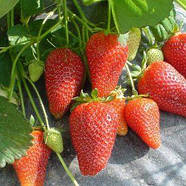 Розсада полуниці Брілла - дуже рання, крупноплідна, врожайна,невибаглива., фото 2