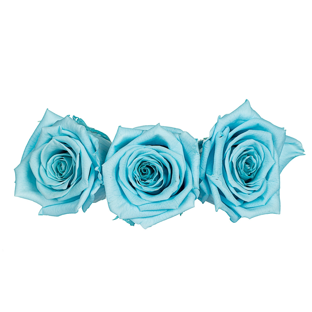 Стабілізована троянда, блакитна (8430-020), Elisey
