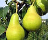 Груша зимова Мліївська, фото 6