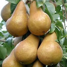 Груша Потомак