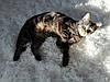 Килим Shaggy Area 160 x 230 см, чорний і білий CIDE, фото 5