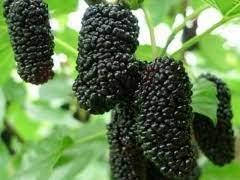 Шовковиця Шеллі, фото 5