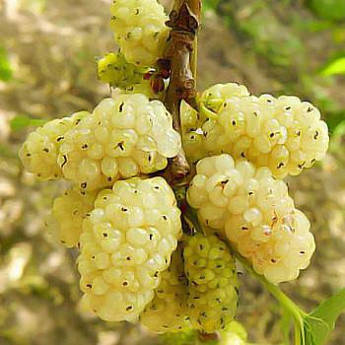 Шовковиця біла Стамбульська, фото 1