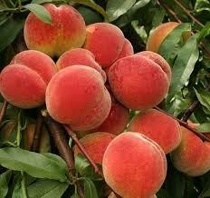 Персик Інка