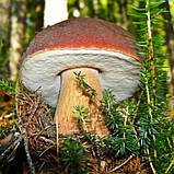 Білий гриб ялиновий 50 г, міцелій грибів оптом, фото 2