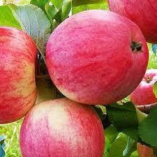 Яблуня Цукеркова