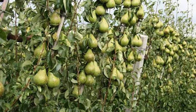 Саджанці груші СТРИЙСЬКА