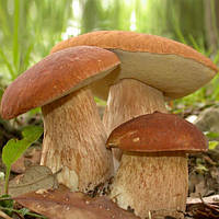 Белый гриб сетчатый 50 г, мицелий грибов оптом
