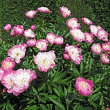 Півонія трав'яниста Bowl of Beauty саджанці/кореневбина 1 нирка, фото 2