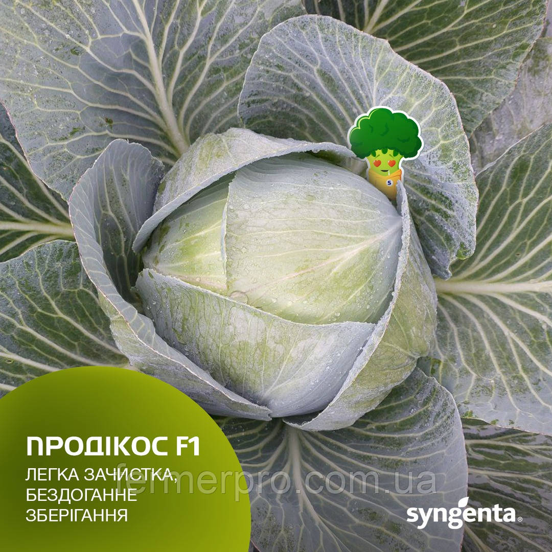 Насіння капусти Продикус (Продікос) F1 2500 насіння Syngenta