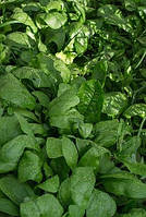 Шпинат гігантський,(семена 1 г)