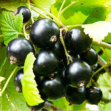 Чорна смородина КРАСА ЛЬВОВА, фото 5