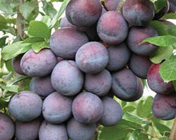 Cлива Амерс
