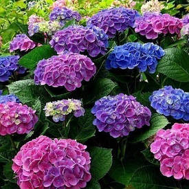 Гортензия Хамелеон