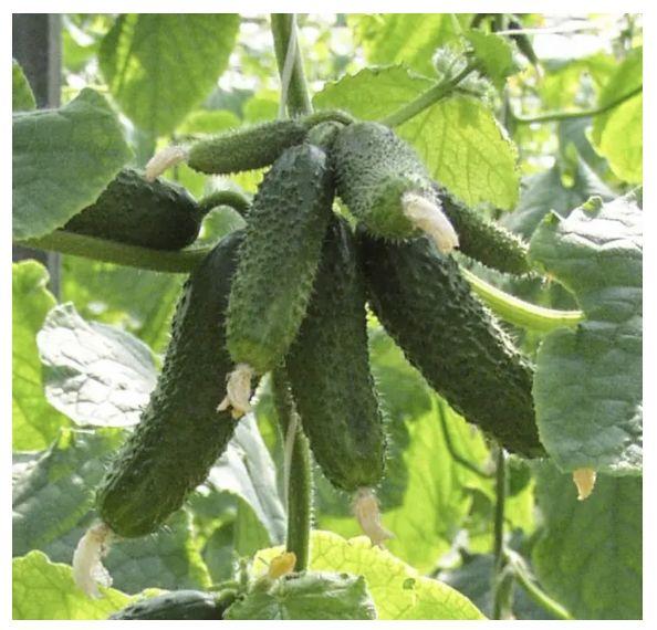 Амант F1 (250 нас.) насіння огірка Bejo, фото 1