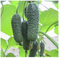 Анзор F1 (250 нас.) насіння огірка Bejo