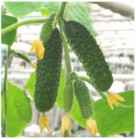 Артист F1 (1000 нас.) насіння огірка Bejo, фото 1