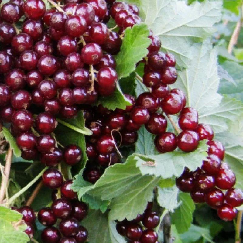 Червона Смородина Віксе