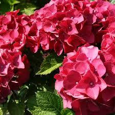 Гортензія Червона Красуня