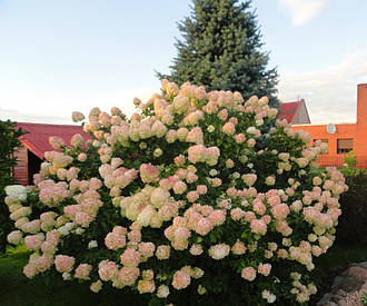 Гортензія Фантом