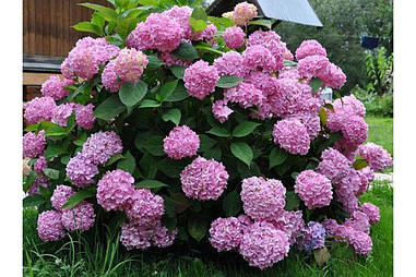 Гортензія Велика рожева Белмер