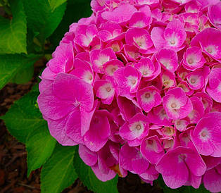Гортензія Фуксія