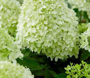 Гортензія литл шпуки