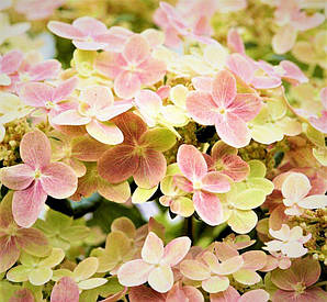 Гортензія полістар